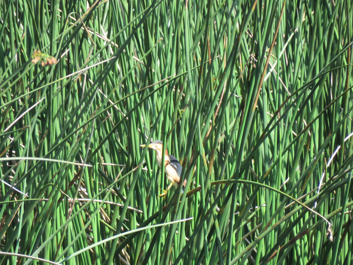 Least Bittern - ML59410741