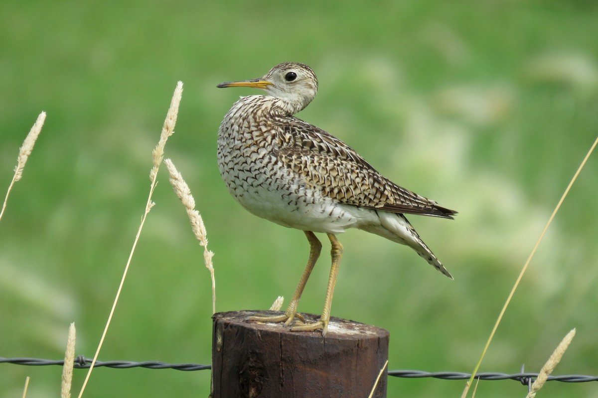 Upland Sandpiper - Kelly Preheim