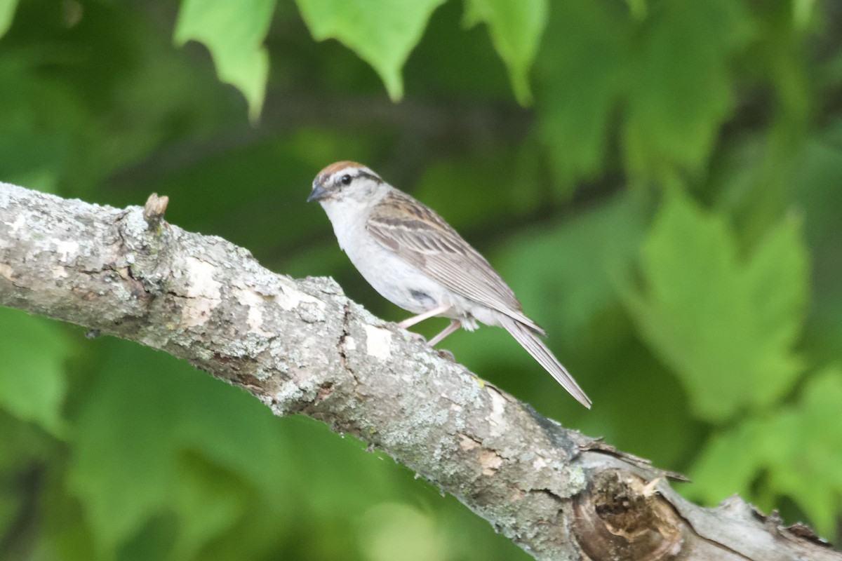 Chipping Sparrow - Greg Hertler