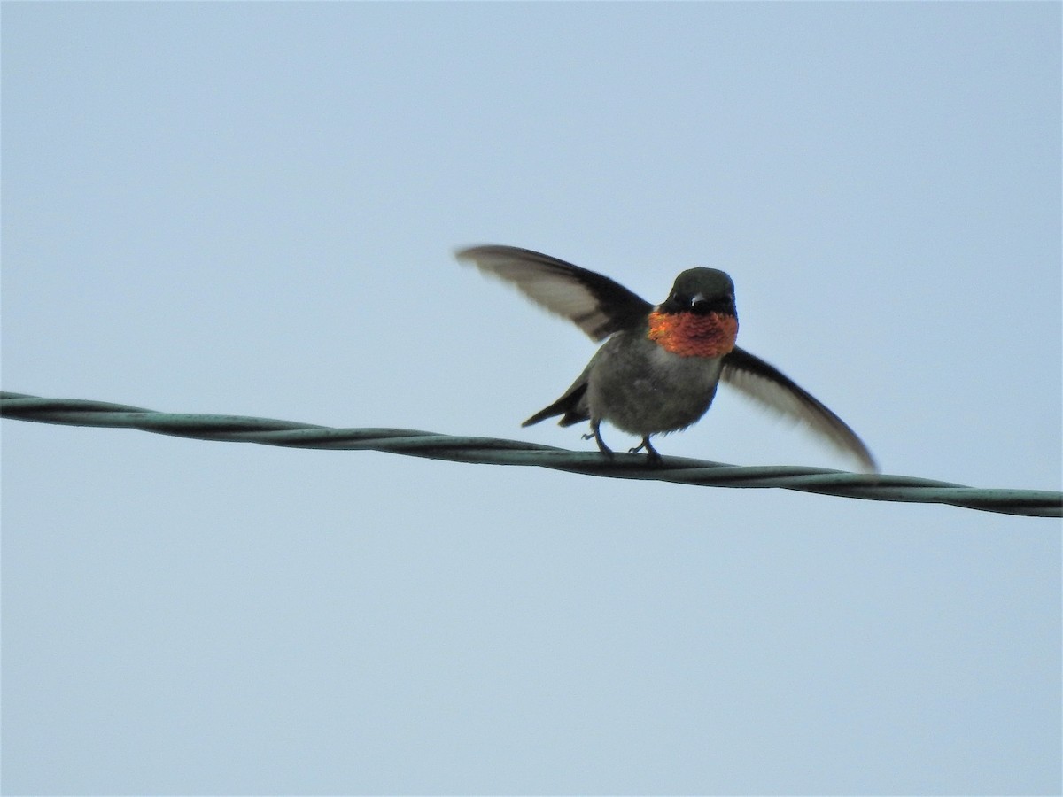 Yakut Boğazlı Kolibri - ML594108341