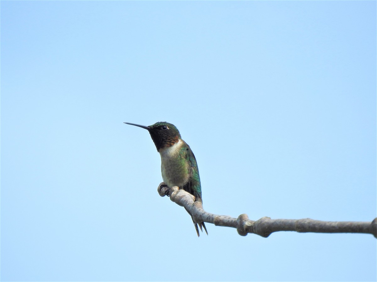 Colibrí Gorjirrubí - ML594108491