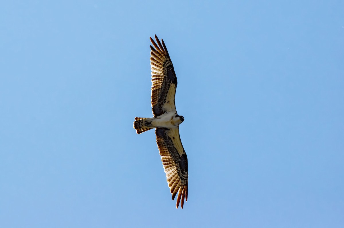 Osprey - ML594108571