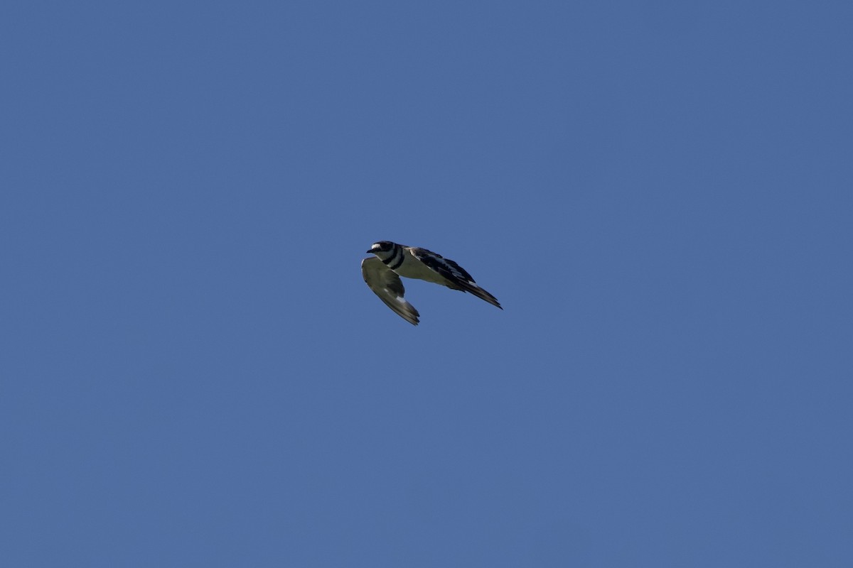 Killdeer - ML594109801