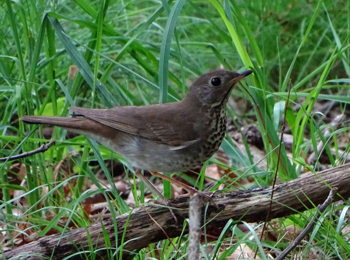 Gray-cheeked Thrush - ML59410981