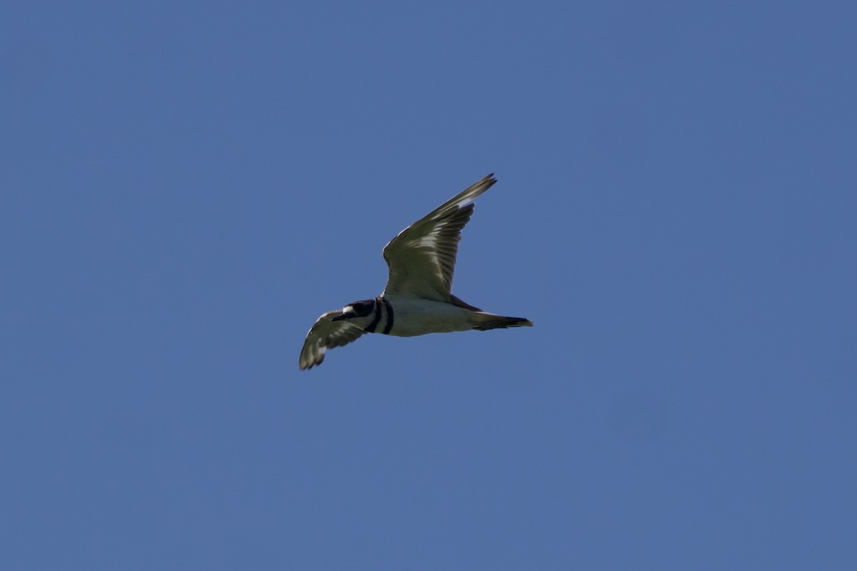 Killdeer - ML594109811