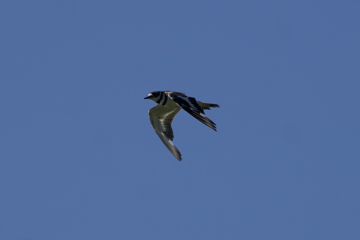 Killdeer - ML594109821