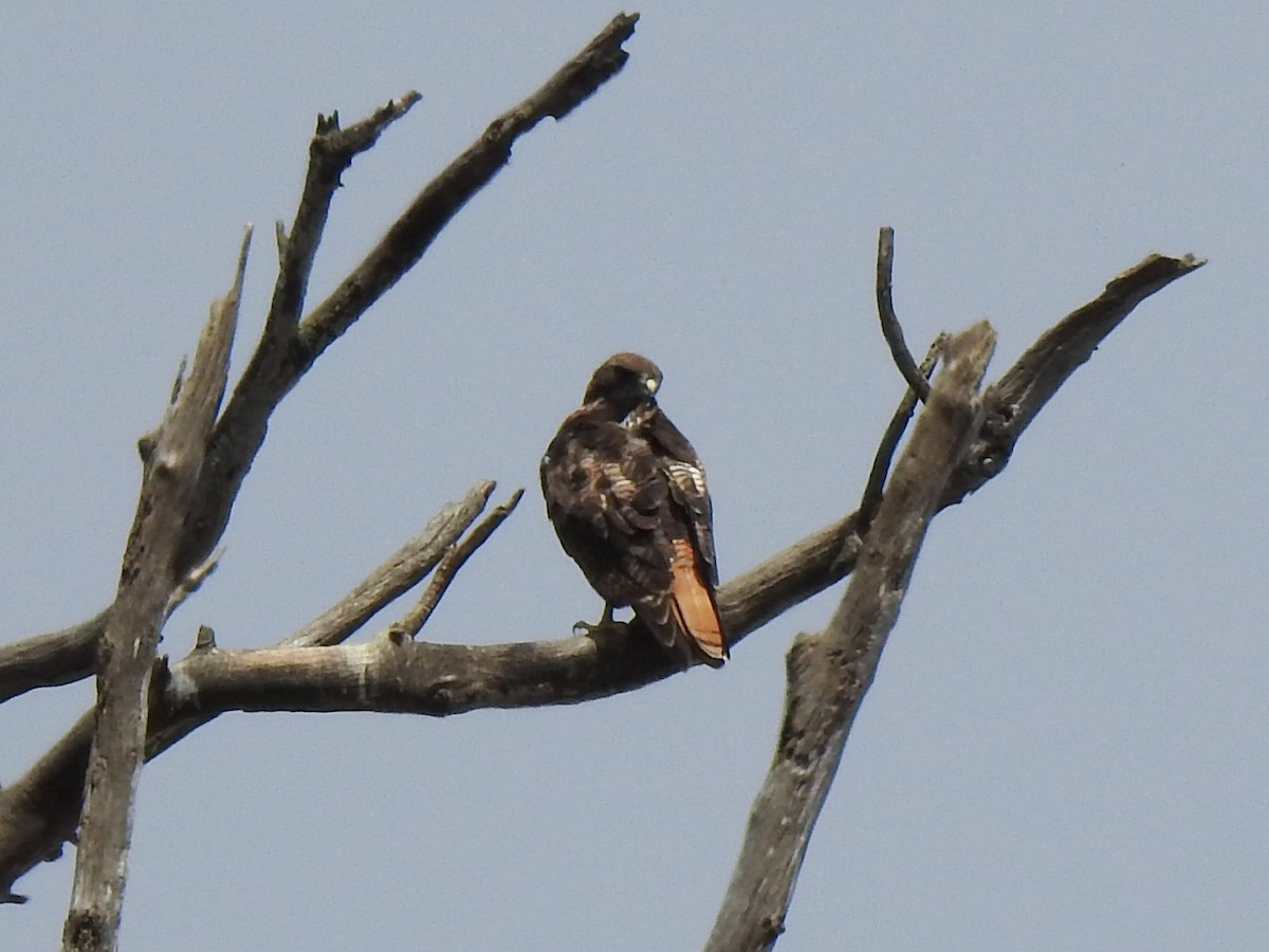 Red-tailed Hawk - ML594110181