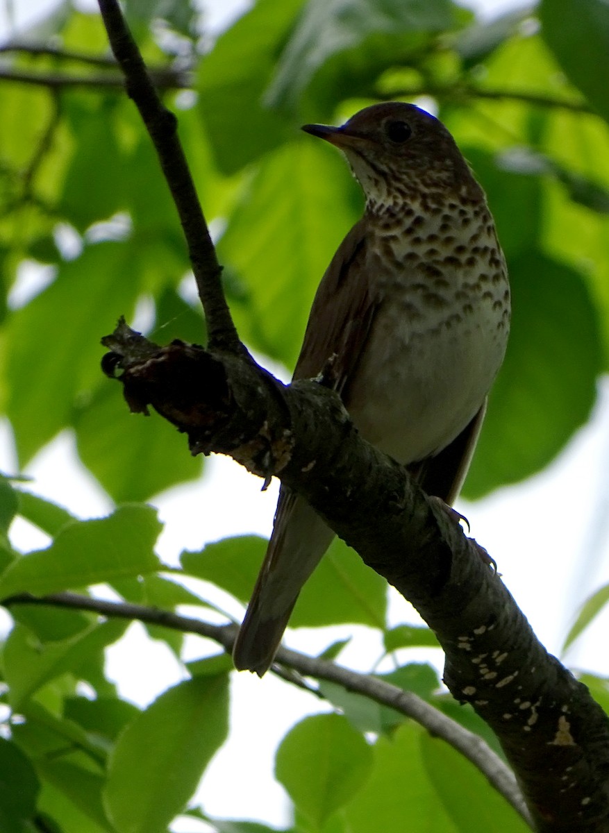 Gray-cheeked Thrush - Daniel Lane