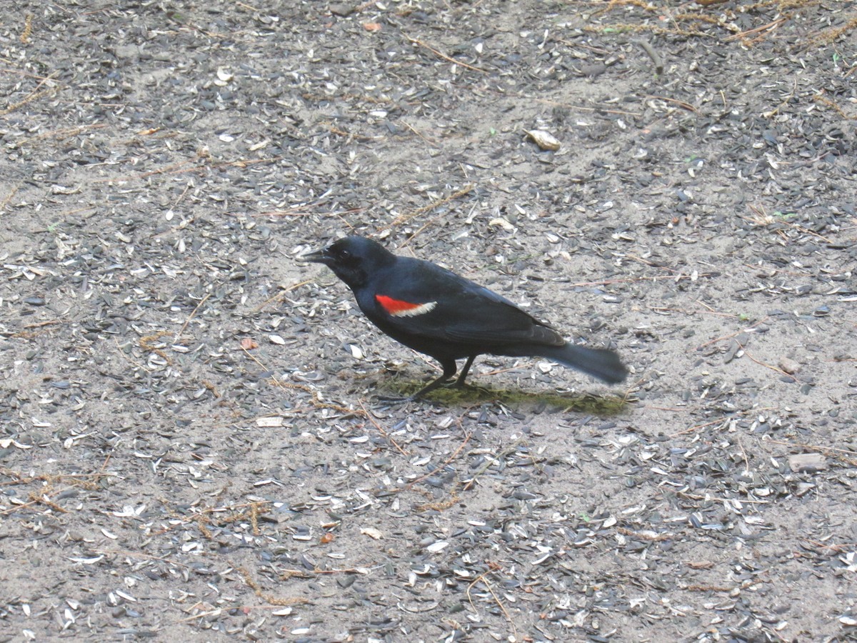 Red-winged Blackbird - Debra Halter