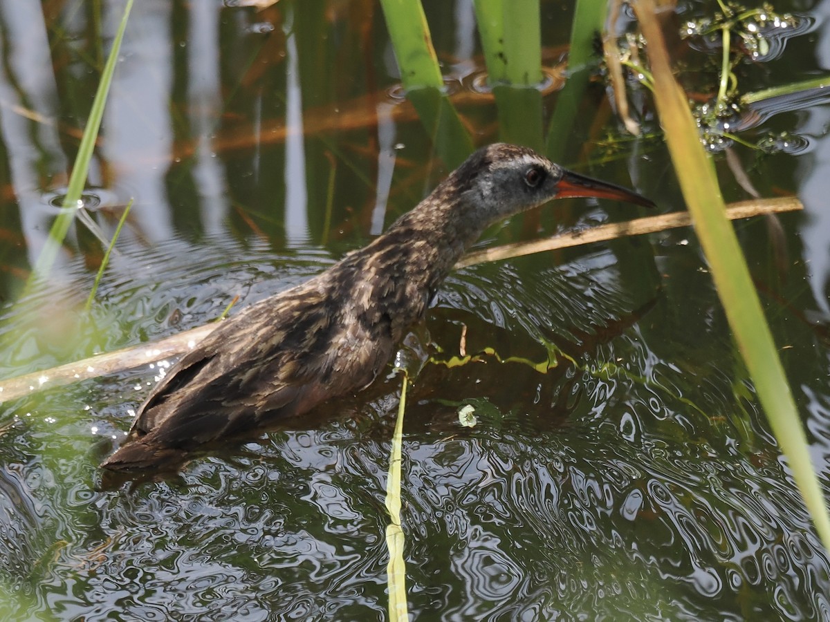 Virginia Rail - ML594112591