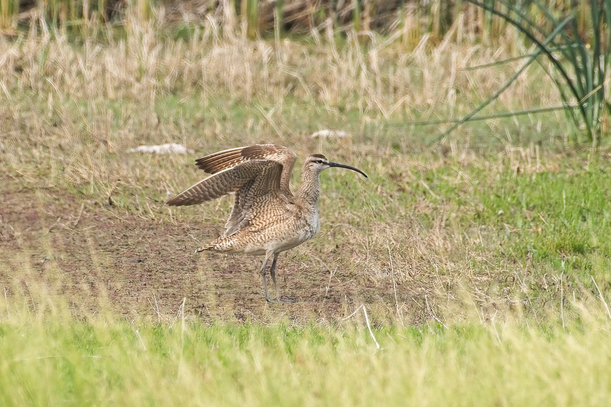 Whimbrel - Calvin S