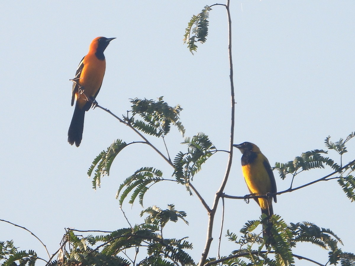 Hooded Oriole - ML594113201