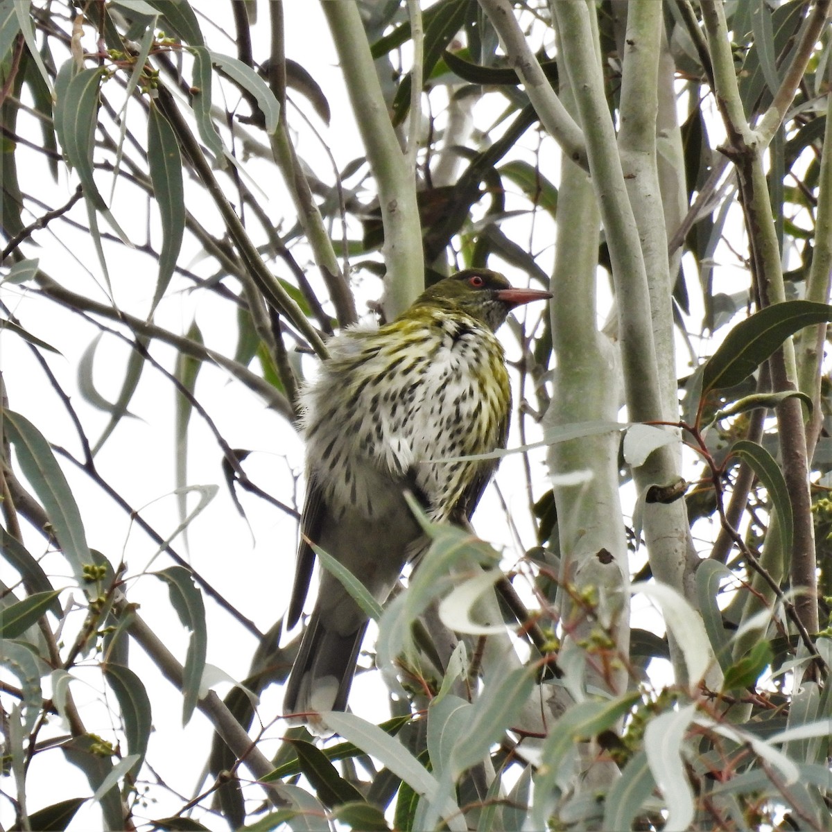 Olive-backed Oriole - ML594113441