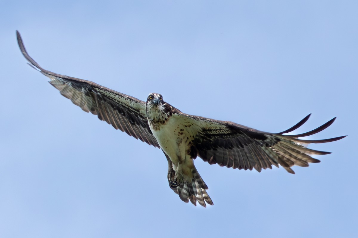 Osprey - David Bergstrom