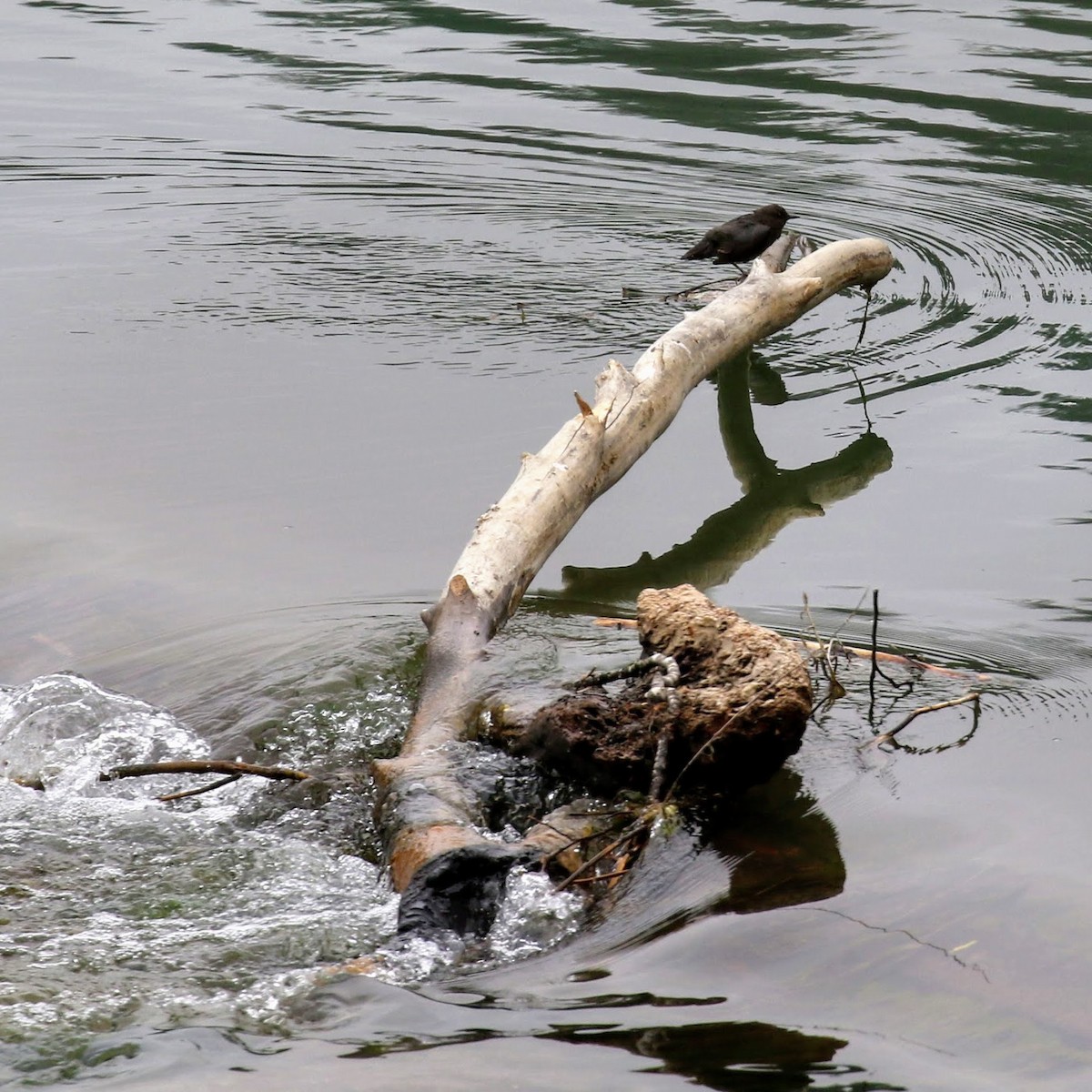 American Dipper - ML59411421