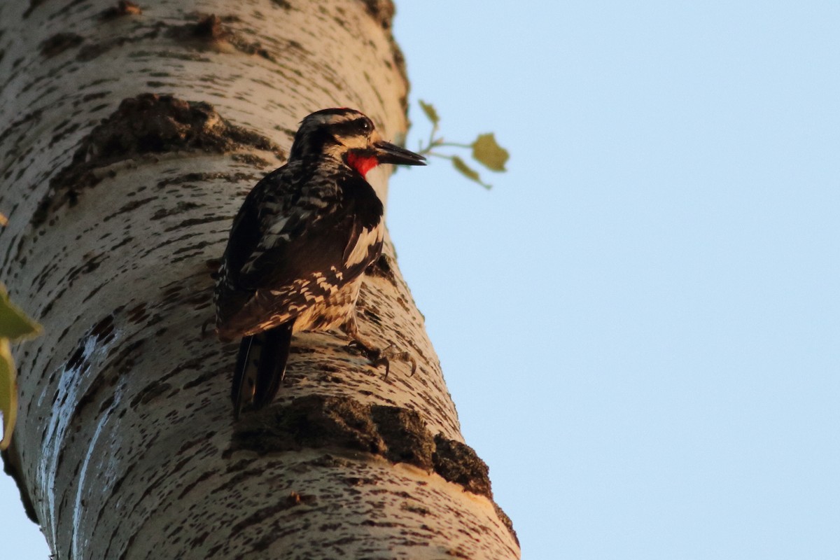 Yellow-bellied Sapsucker - ML594114601