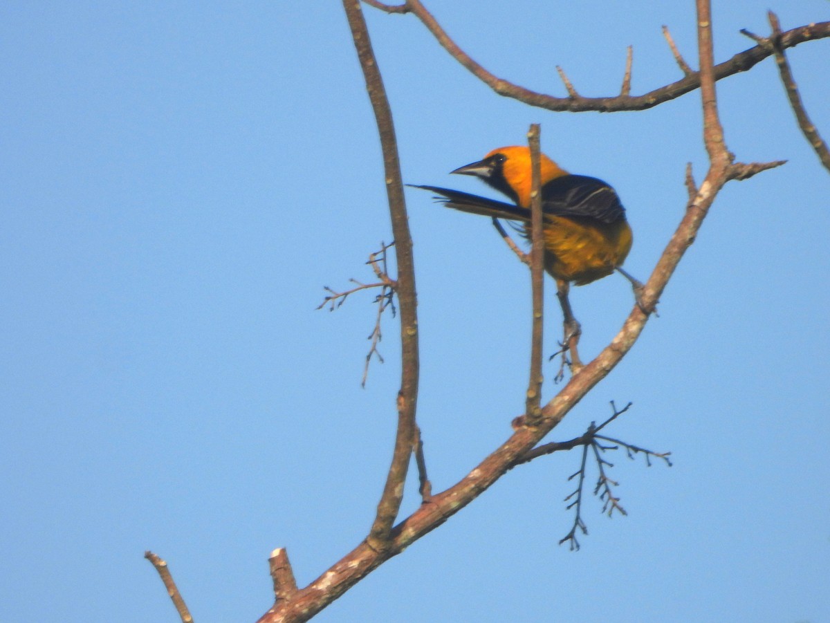 Altamira Oriole - ML594114761