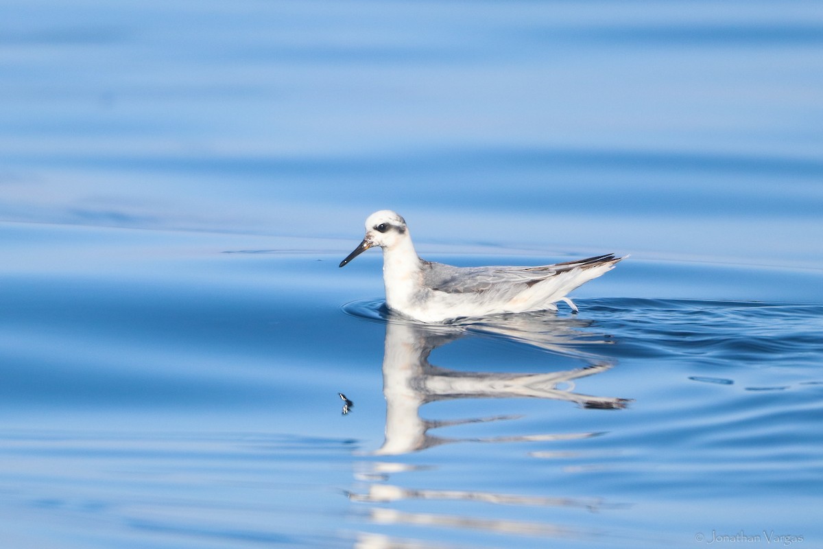 Phalarope à bec large - ML594115551