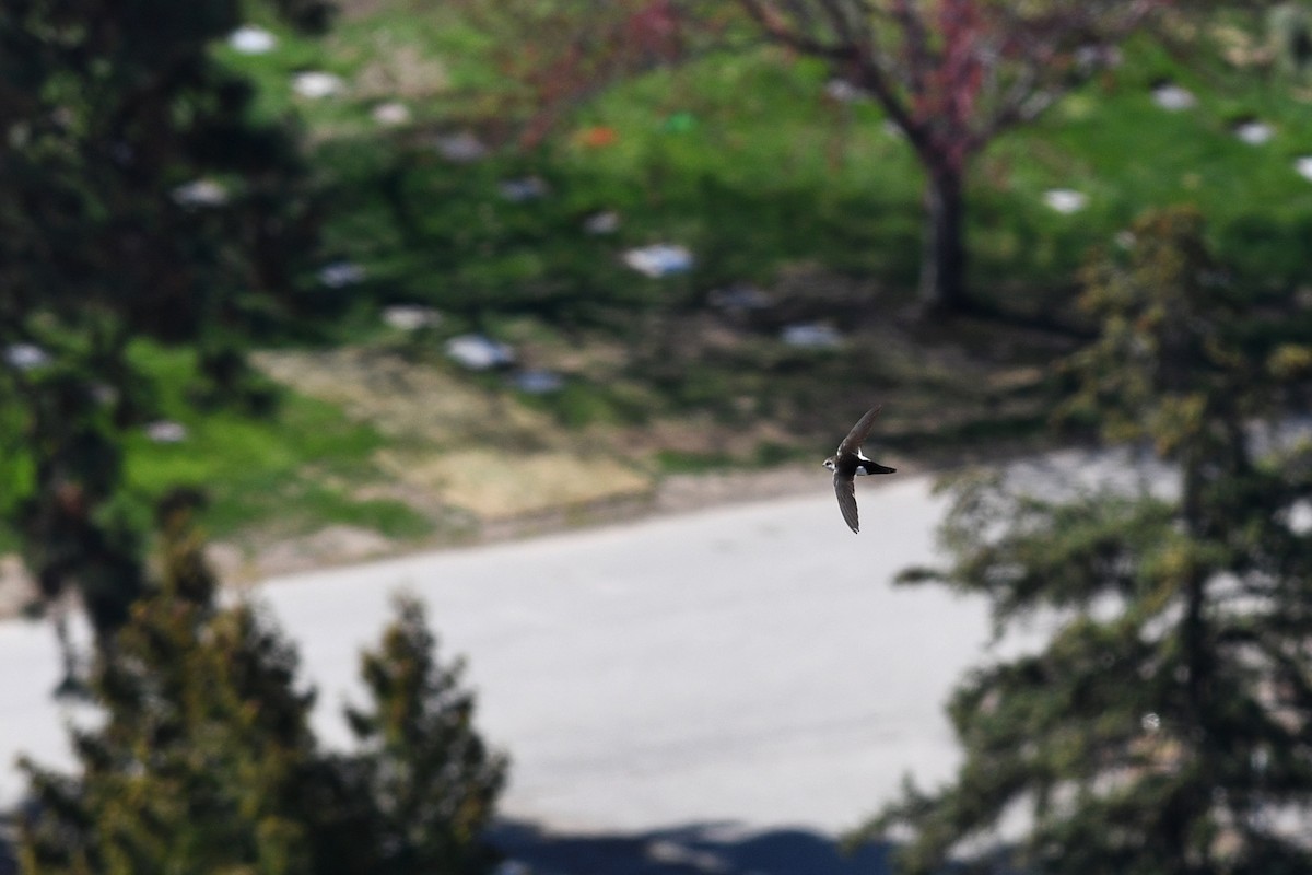 White-throated Swift - David M. Bell