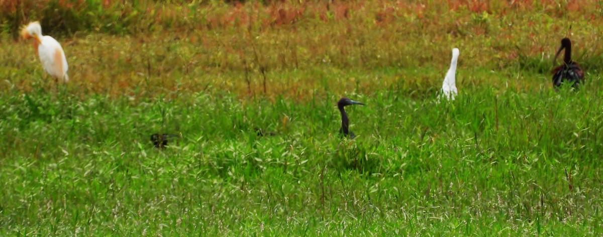 Glossy Ibis - ML594115921