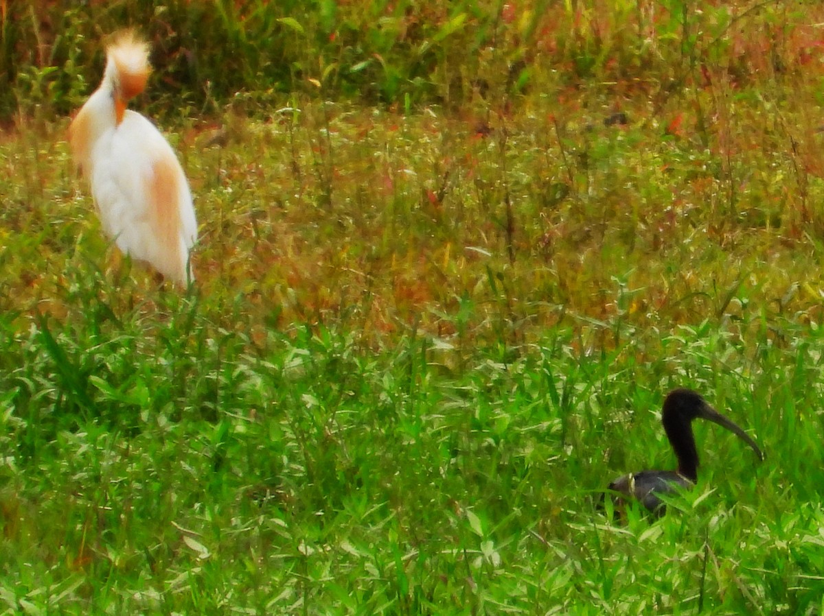 ibis hnědý - ML594115931