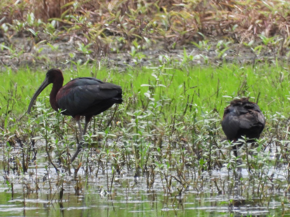 ibis hnědý - ML594115951