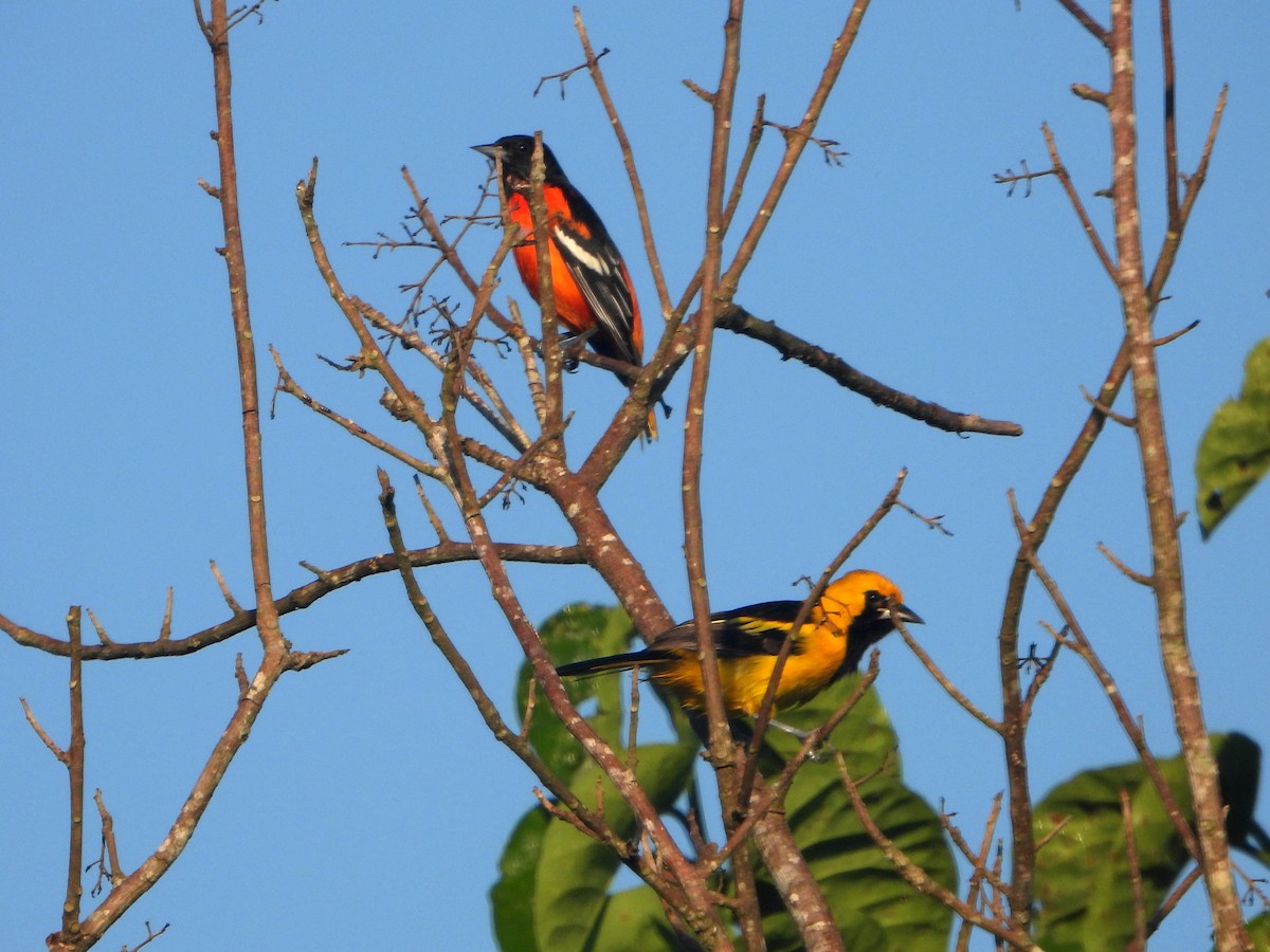 Yellow-tailed Oriole - ML594115971