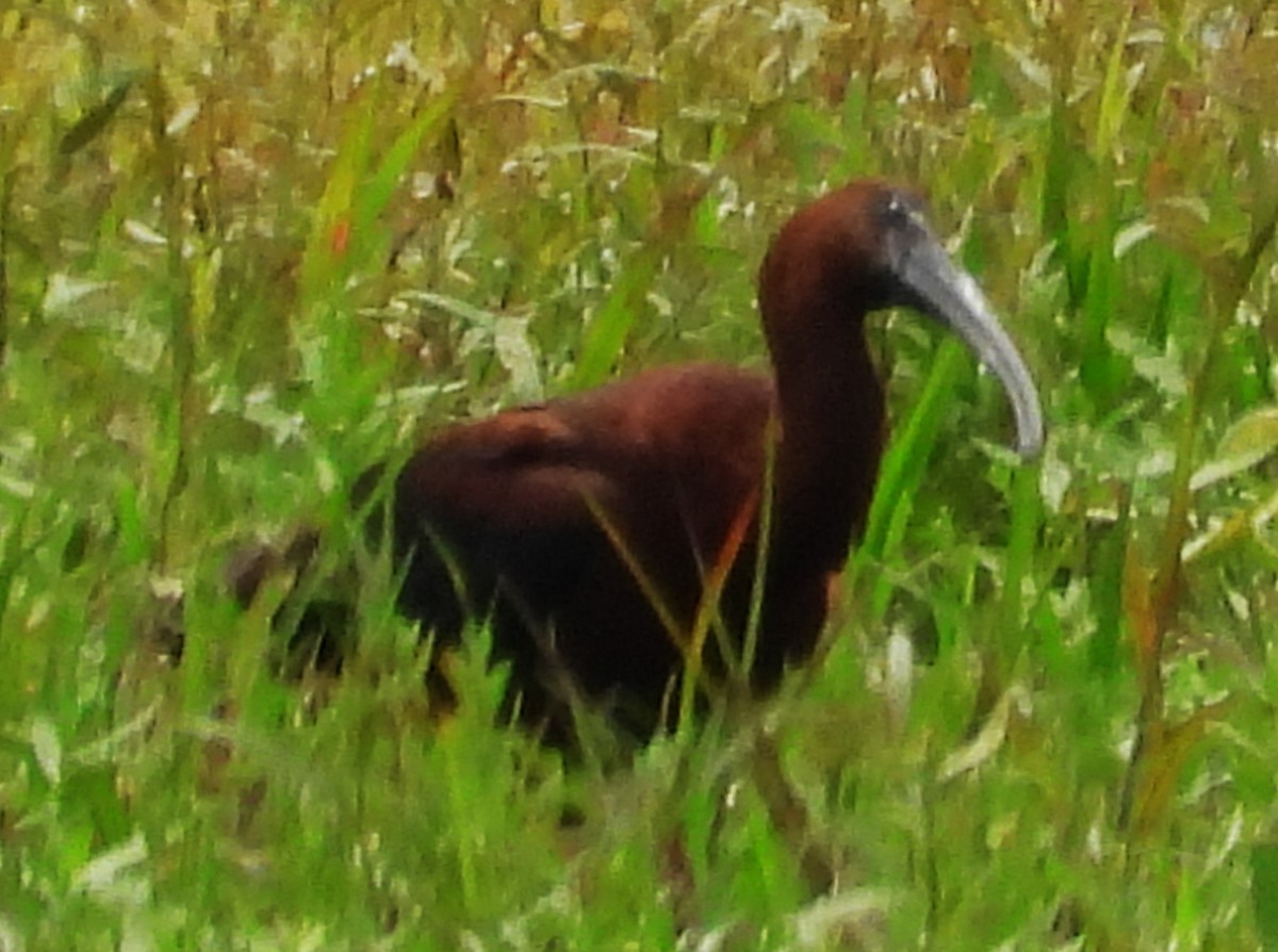 Glossy Ibis - ML594116021