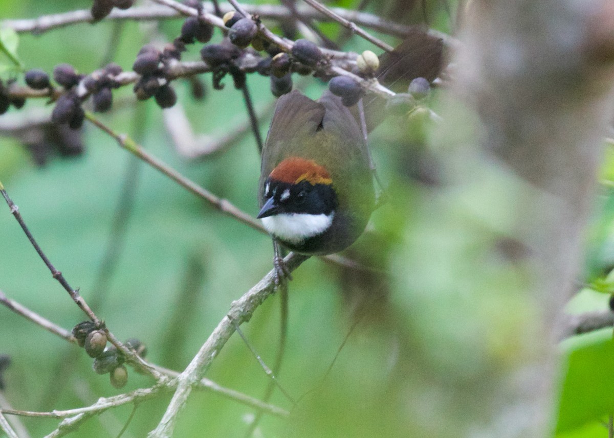 Chestnut-capped Brushfinch - ML594116091