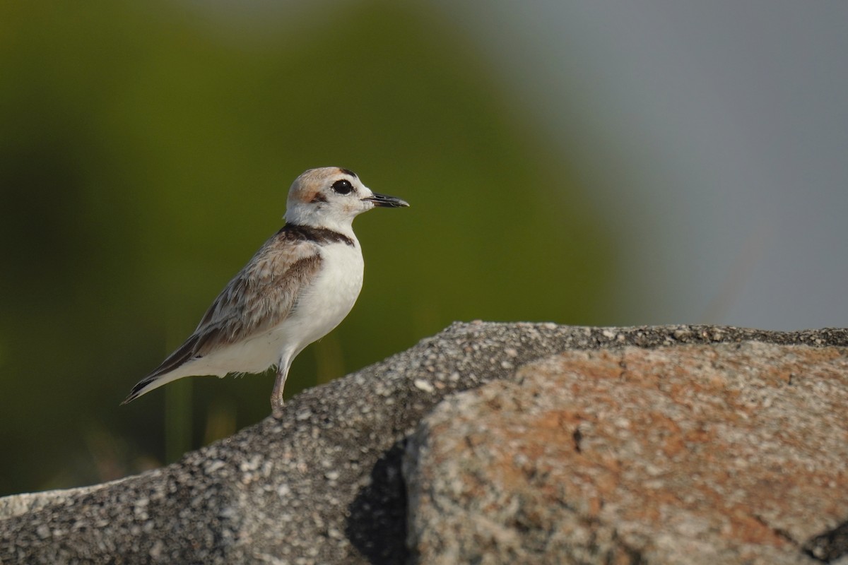 Malaysian Plover - ML594116151
