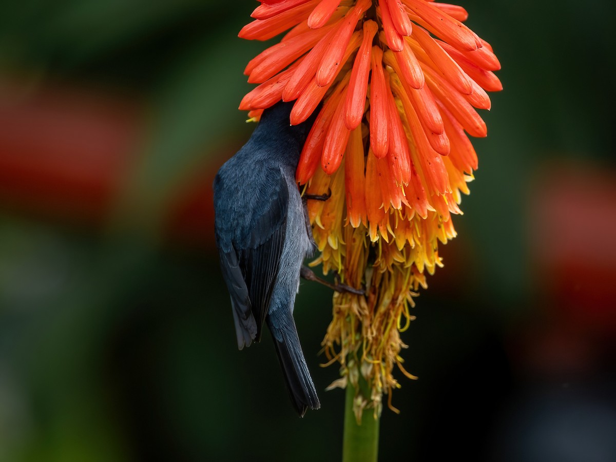Slaty Flowerpiercer - Sean Sparrow