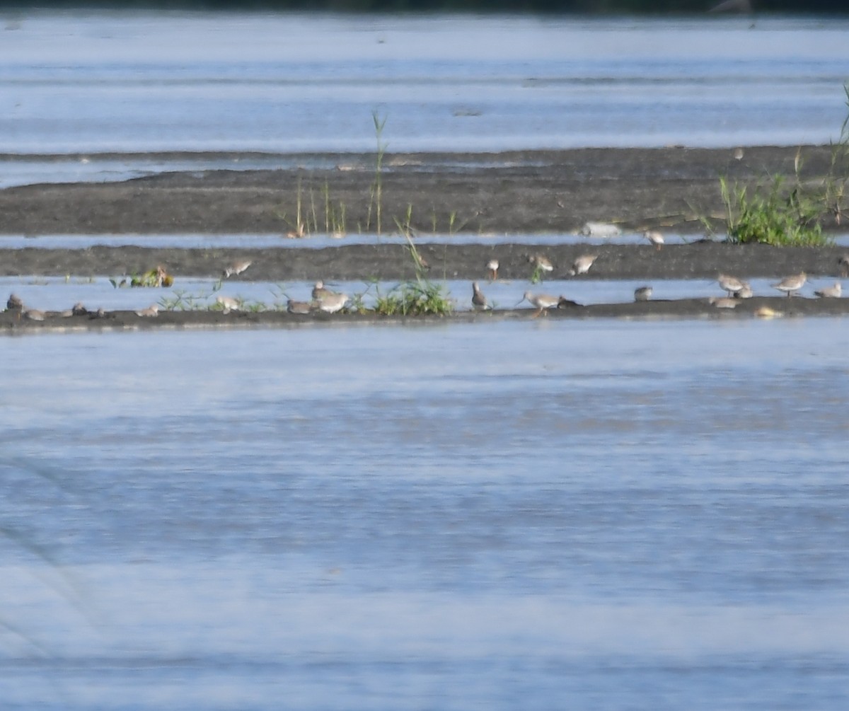 Terekwasserläufer - ML594116821