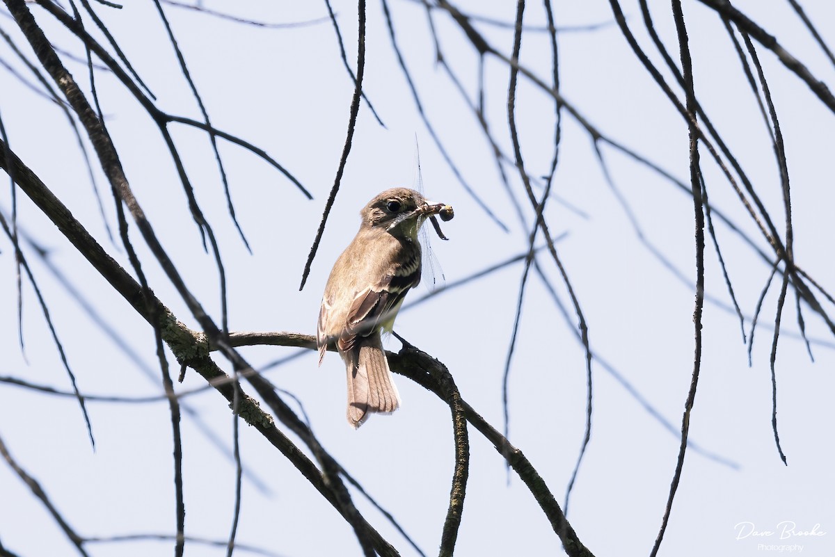 Alder Flycatcher - ML594116851