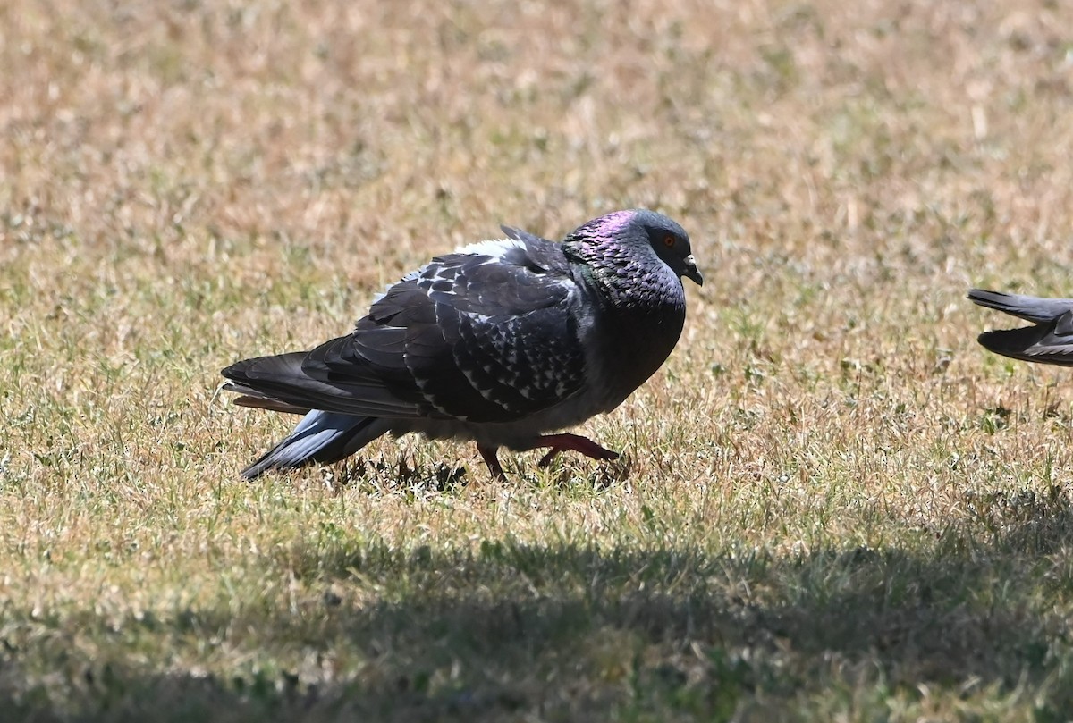 Pigeon biset (forme domestique) - ML594117281