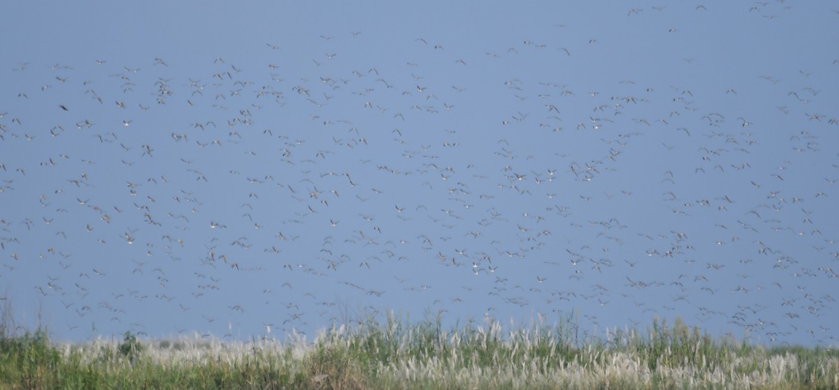 Terekwasserläufer - ML594117381