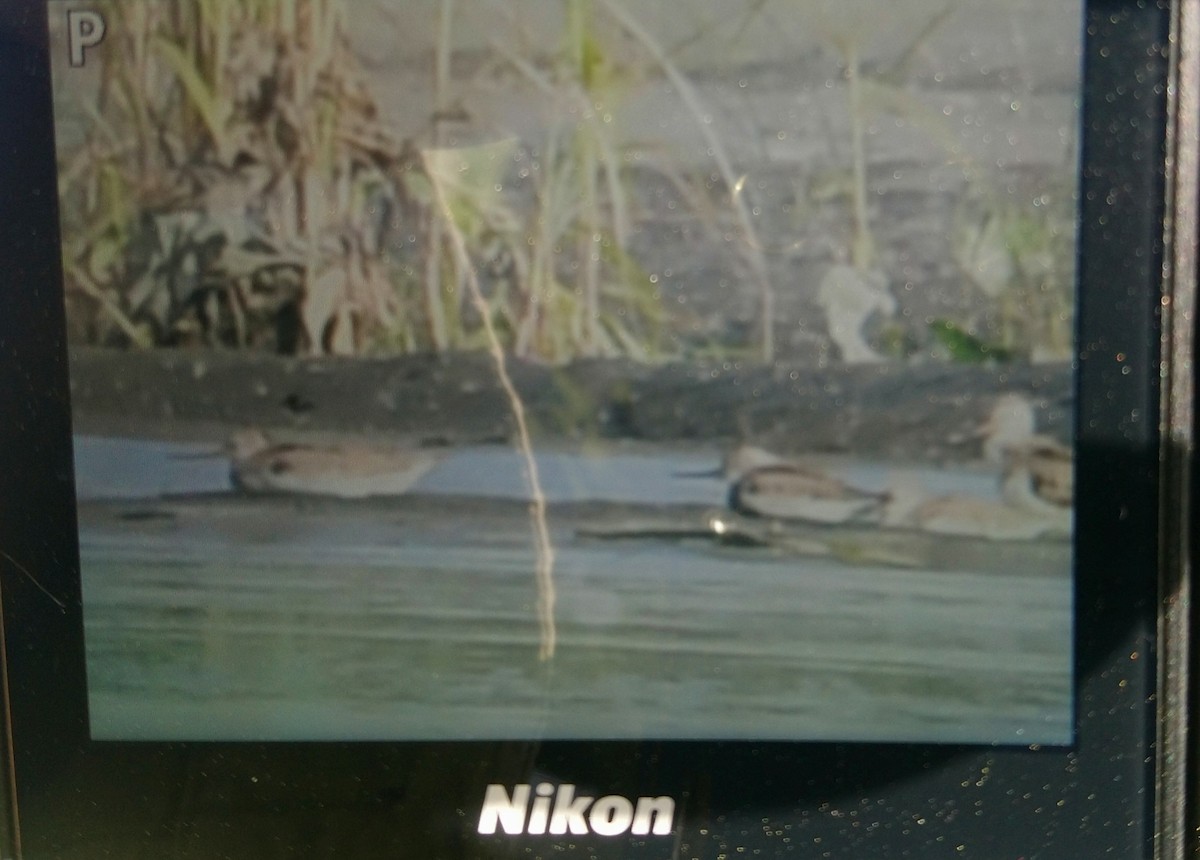 Terekwasserläufer - ML594117391