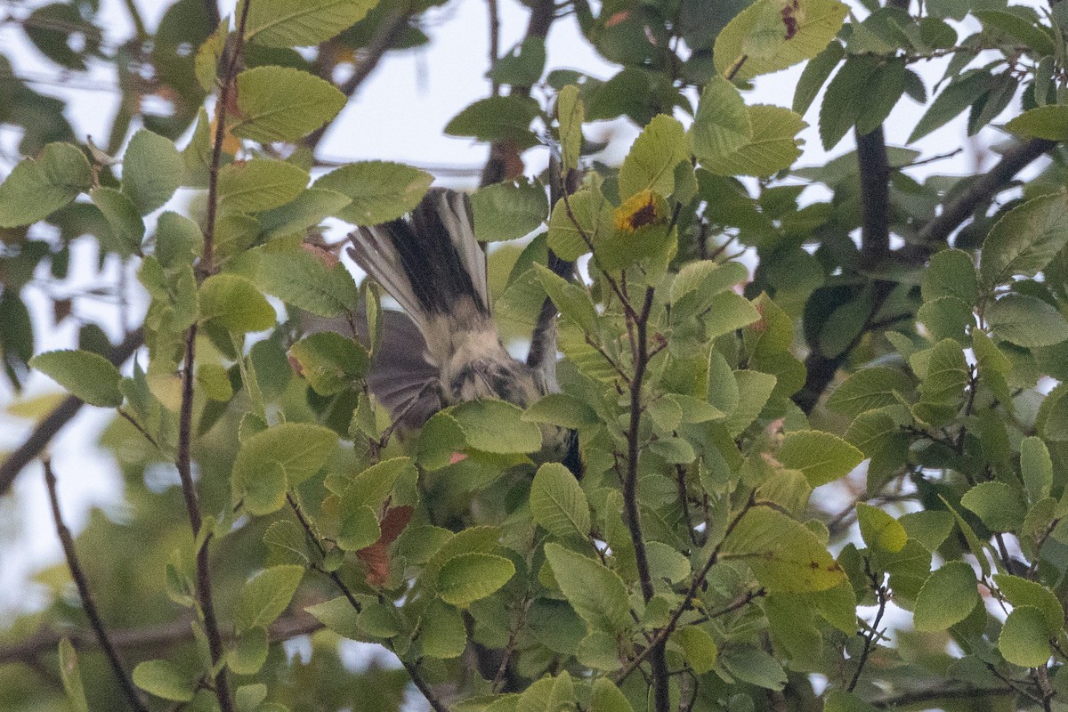 Golden-cheeked Warbler - ML594118451