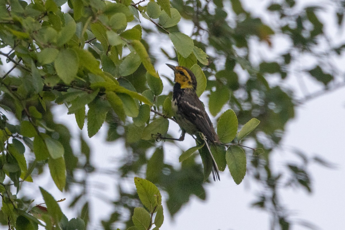 Golden-cheeked Warbler - ML594118471