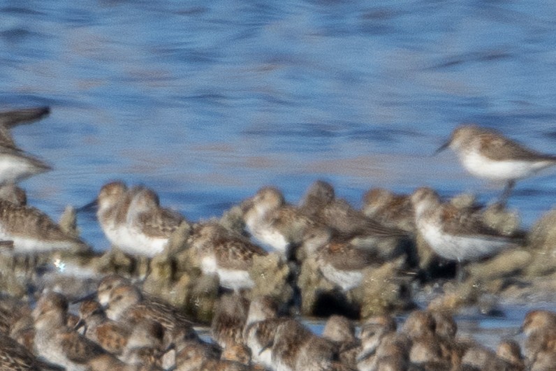 Western/Semipalmated Sandpiper - ML594118771