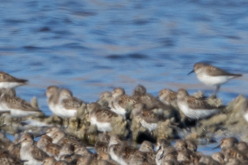 Western/Semipalmated Sandpiper - ML594118791