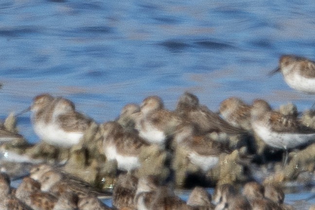 Western/Semipalmated Sandpiper - ML594118801