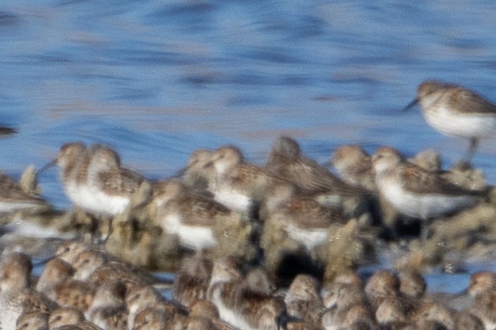 Western/Semipalmated Sandpiper - ML594118811