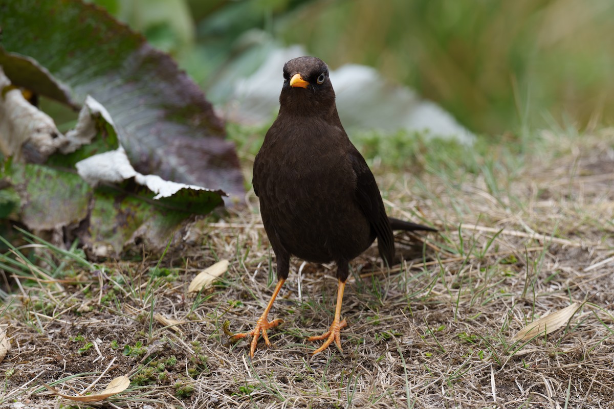 Sooty Thrush - ML594121021