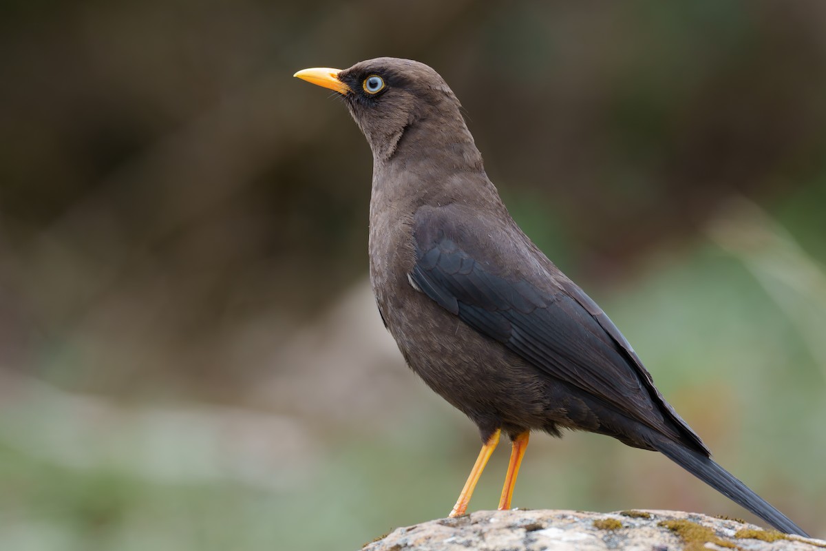 Sooty Thrush - ML594121041