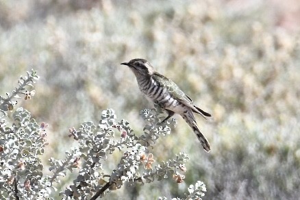 Horsfield's Bronze-Cuckoo - ML594121711