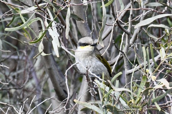 Singing Honeyeater - ML594122001