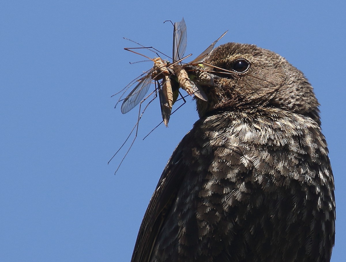 Tricolored Blackbird - ML59412271