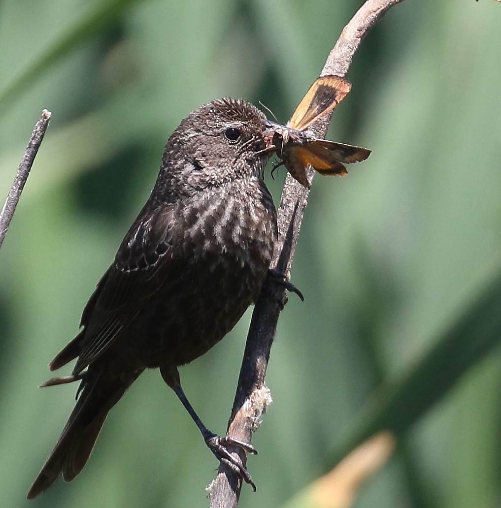 Tricolored Blackbird - ML59412291