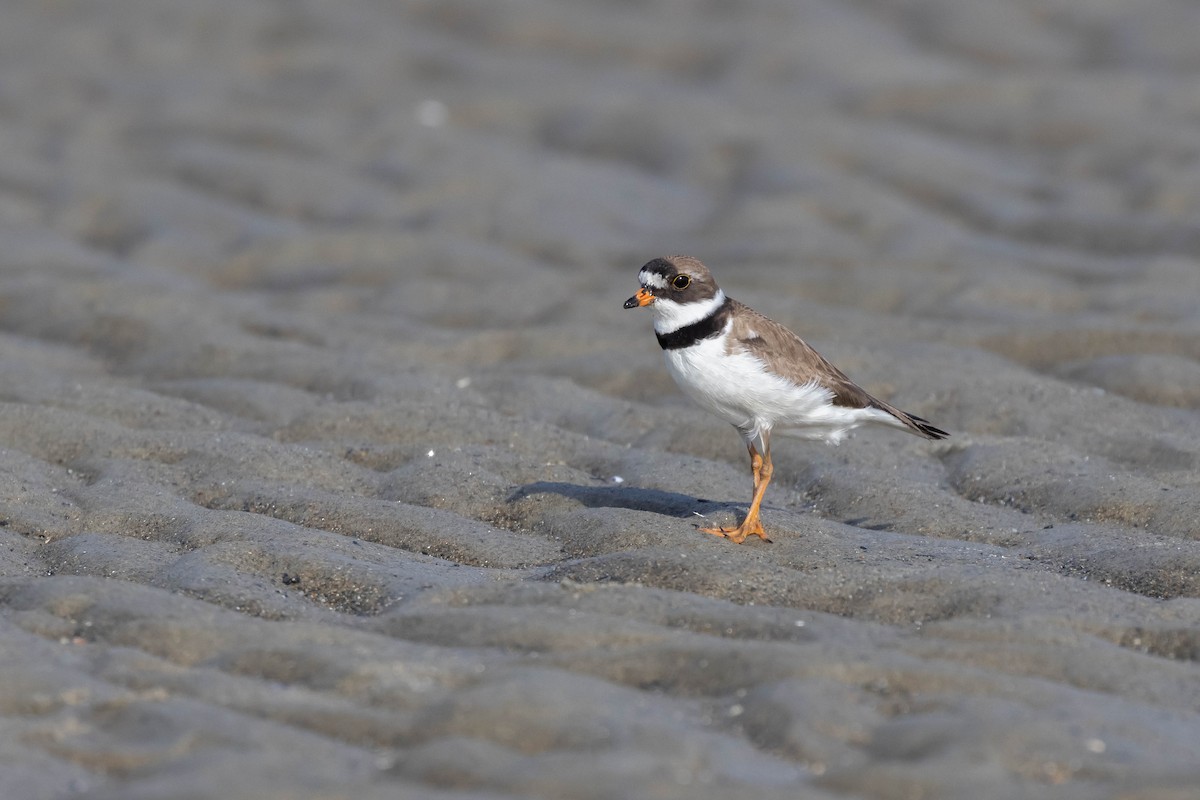 Semipalmated Plover - ML594123491