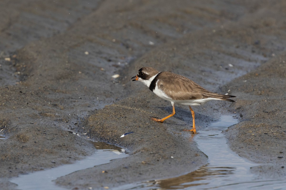 Semipalmated Plover - ML594123501